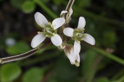 Cardamine intonsa. Top view of flowers.
 Image: P.B. Heenan © Landcare Research 2019 CC BY 3.0 NZ